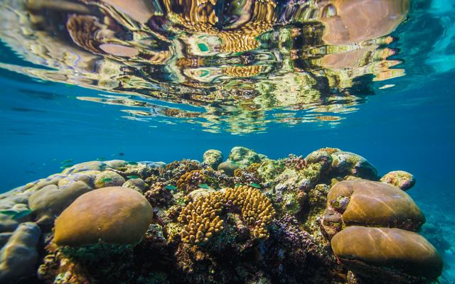 Coral reef in Solomon Islands