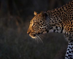 A leopard in South Africa.
