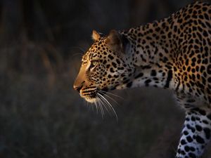 A leopard in South Africa.