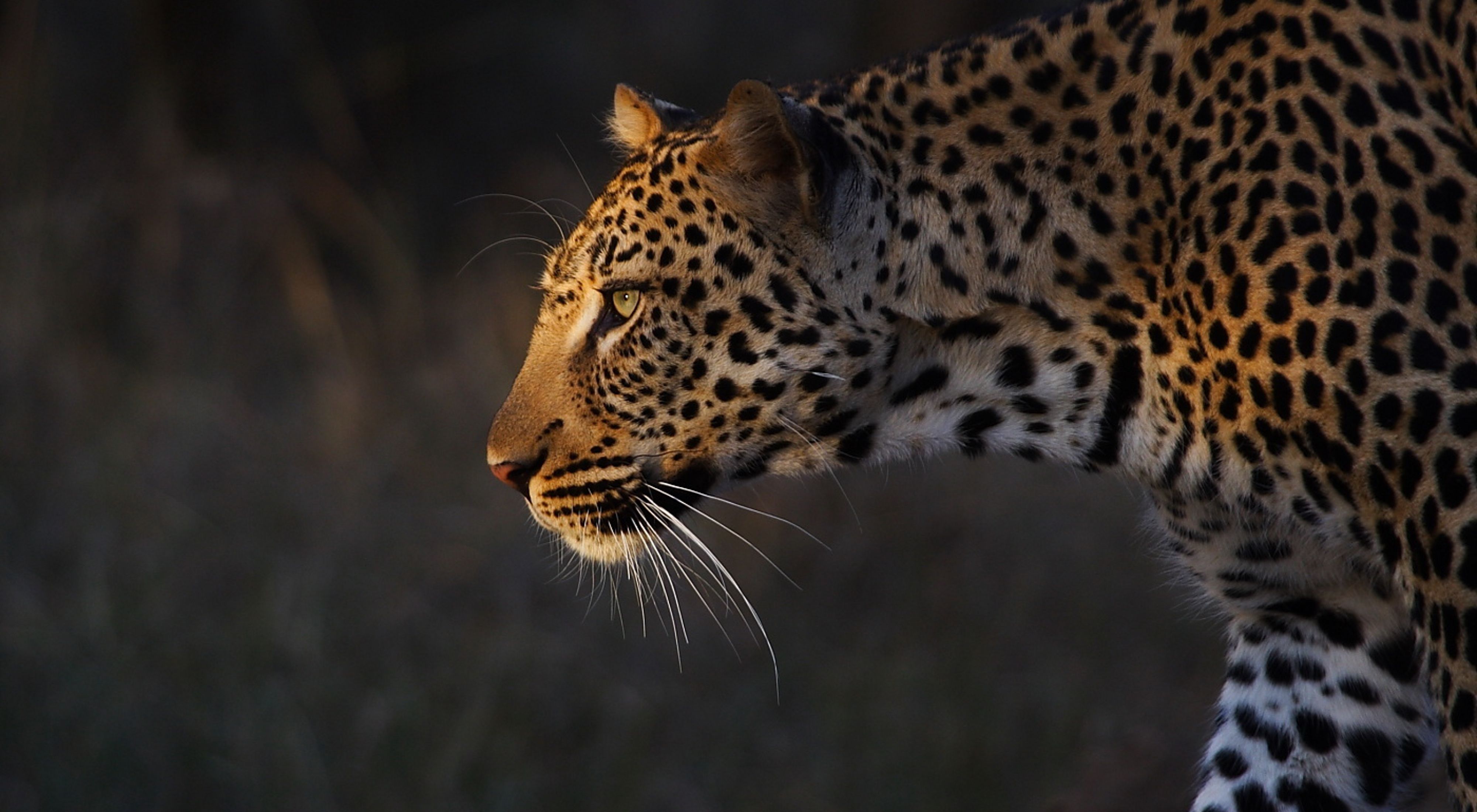 Close up of a leopard on the prowl in South Africa.