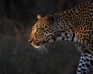 Un leopardo en Sudáfrica.