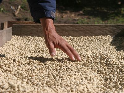 Coffee beans drying in the sun at a high-altitude