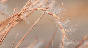 A close up photograph features a brown stem.