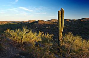 Sunset view of a desert landscape with a cactus in the 