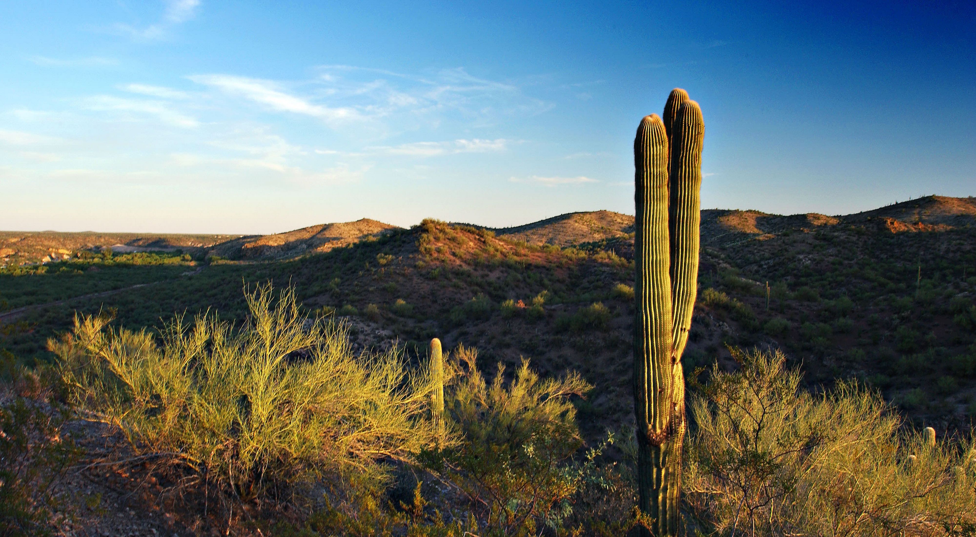 A mature saguaro cactus overlooks foothills at the Lykes property in the late afternoon. 