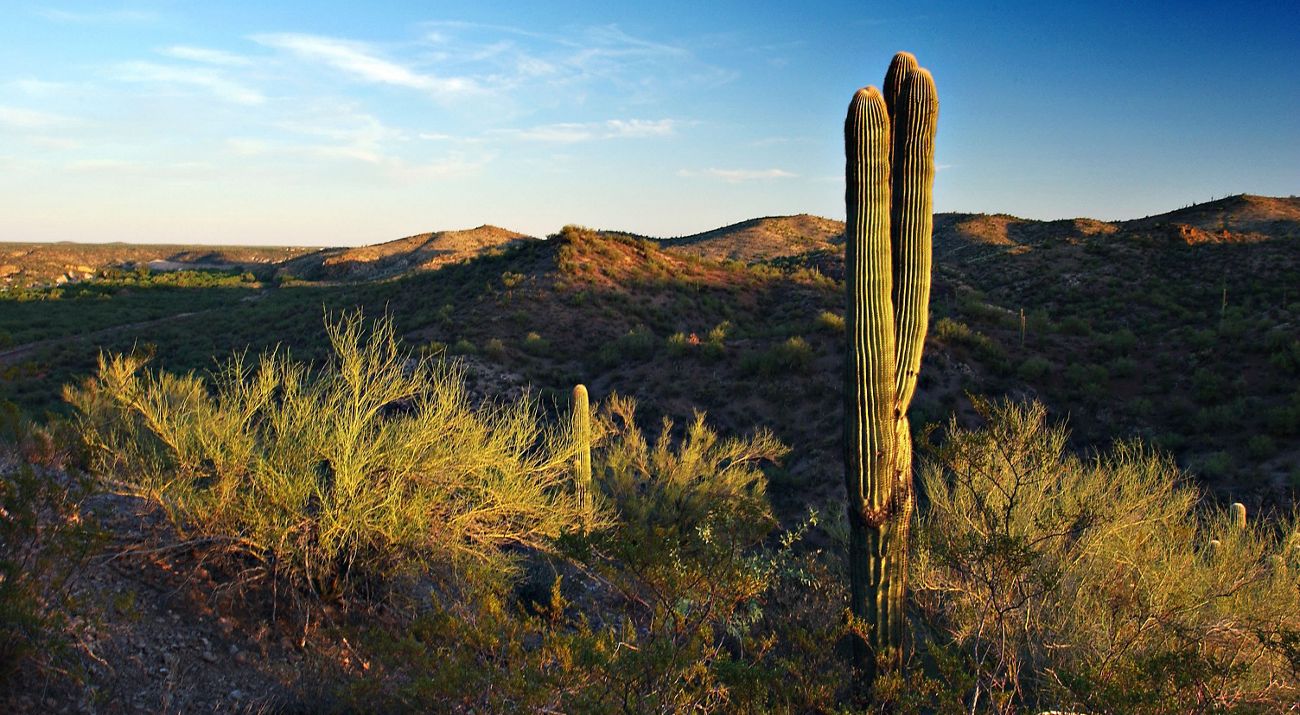 Sunset view of a desert landscape with a cactus in the