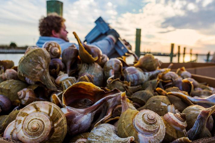 Freshly caught welk on a pier.