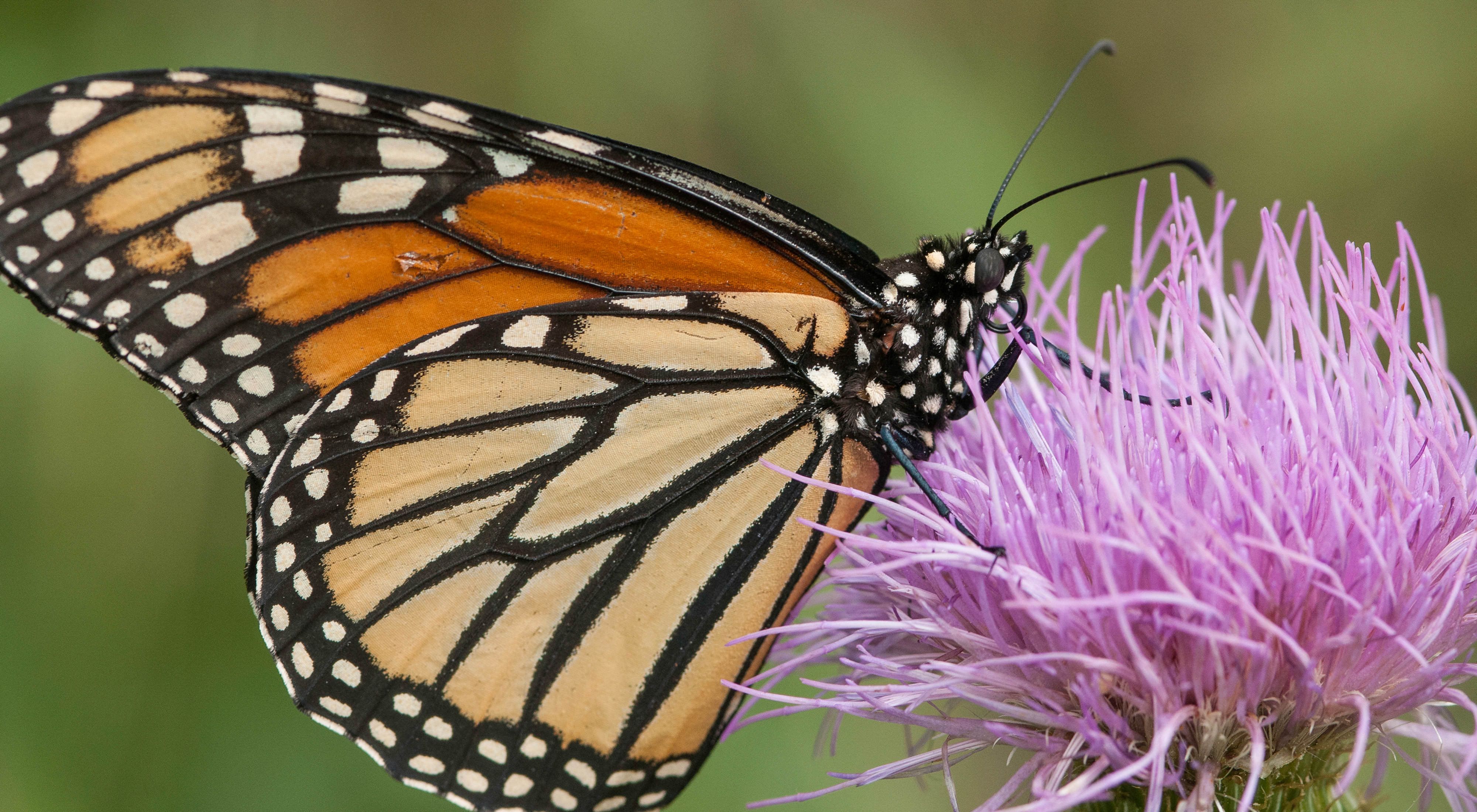 A monarch butterfly visits a purple flower.