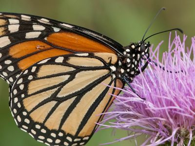 Monarch Butterfly on flower.