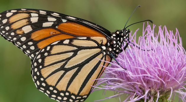 Close up of a monarch butterfly on a flower.