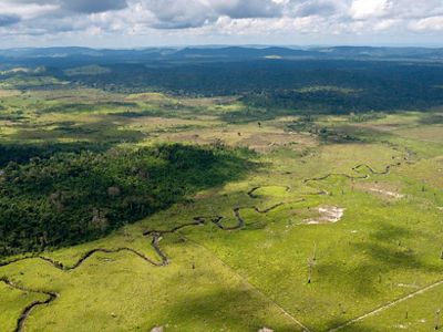cleared land with forest in the distance