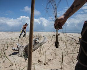 GulfCorps volunteers planting sea oats