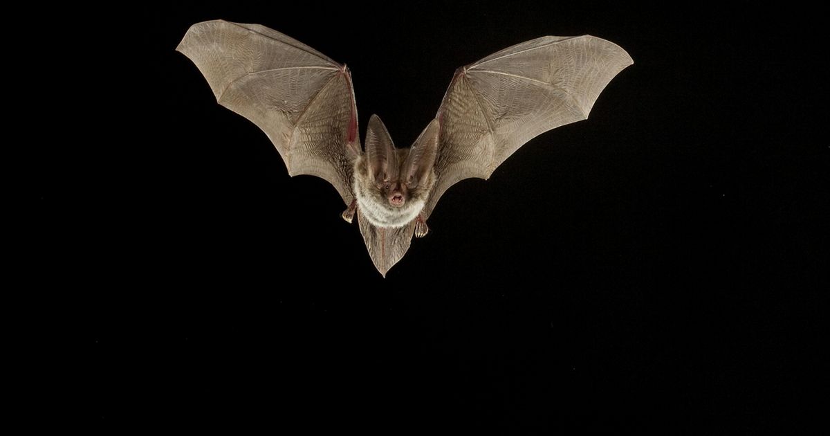 10 Fun Bat Facts | The Nature Conservancy
