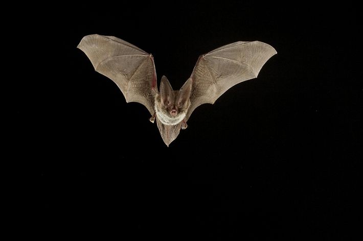 A Rafinesque's big-eared bat spreads its wings and flies toward the camera against a black background.