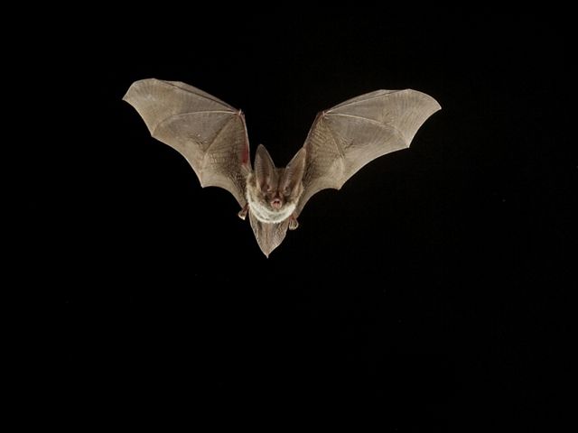 A Rafinesque's big-eared bat spreads its wings and flies toward the camera against a black background.