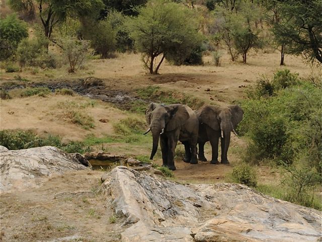 Elephants and Mt. Kilimanjaro, East Africa