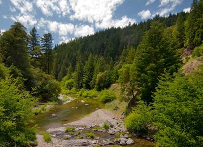 Northern California's Garcia River flows through a dense conifer forest.