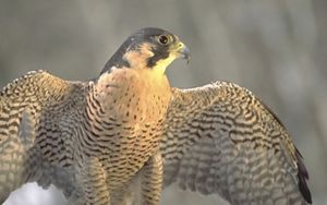 Peregrine falcon with wings spread. 