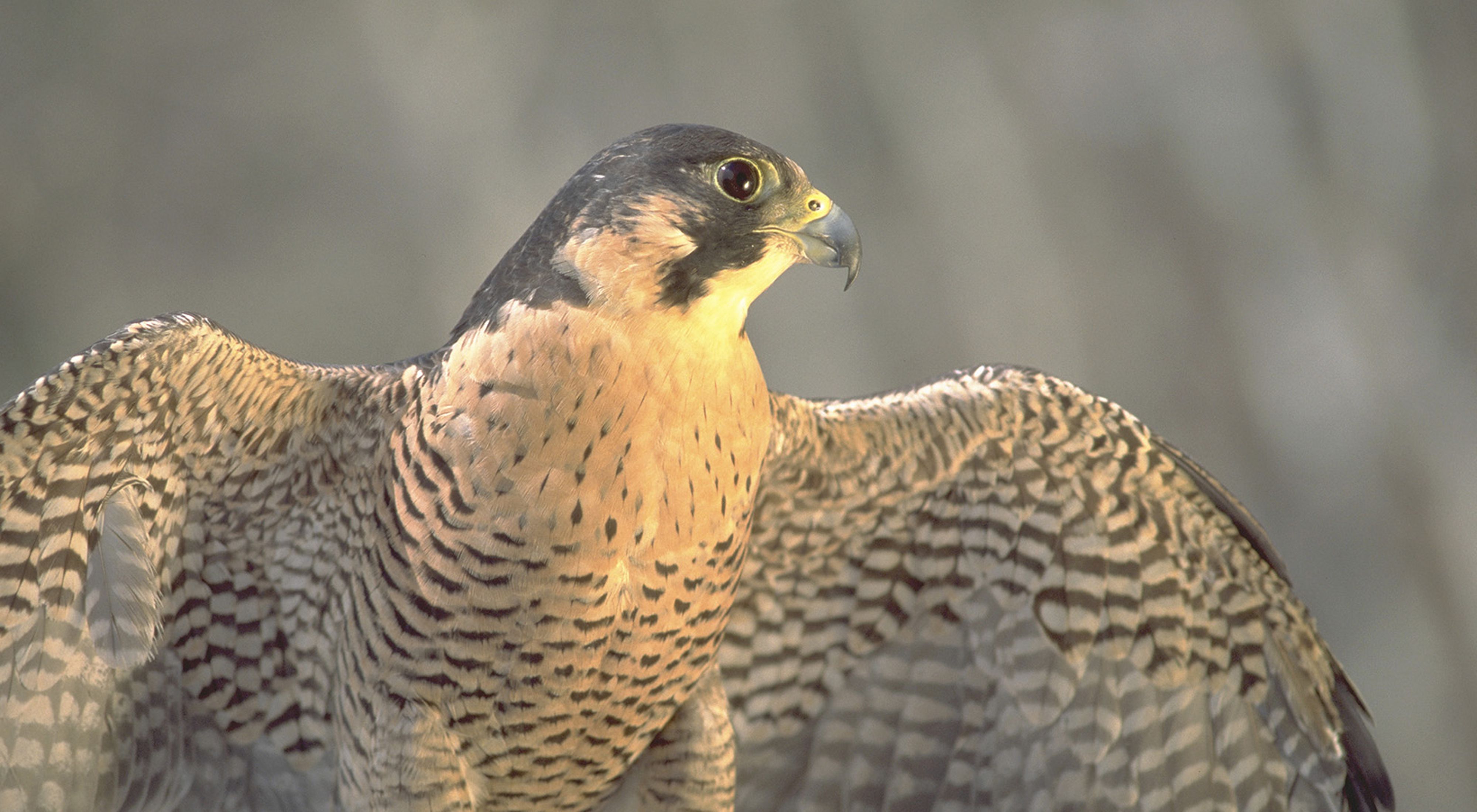 Close up view of a black and white patterned falcon that is looking to the right-hand side of the frame.