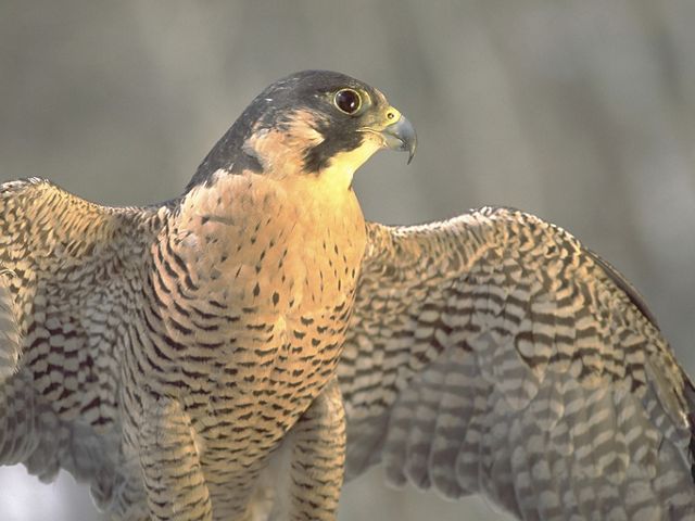 Peregrine Falcon  The Nature Conservancy