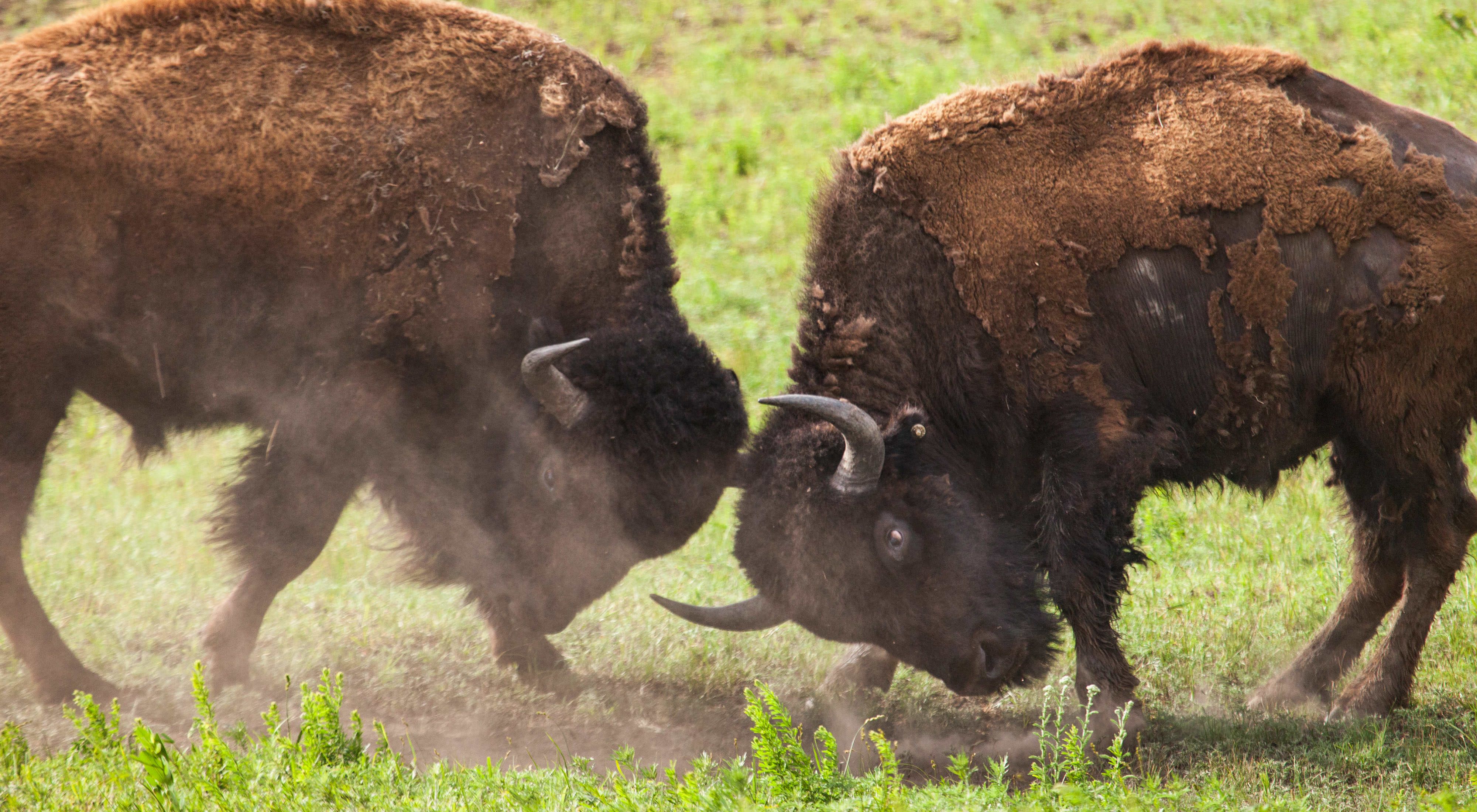 Two bison forcefully butting heads. 