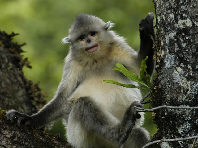 white and gray-haired monkey with black flat nose perches in tree, facing camera
