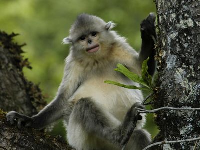 white and gray-haired monkey with black flat nose perches in tree, facing camera