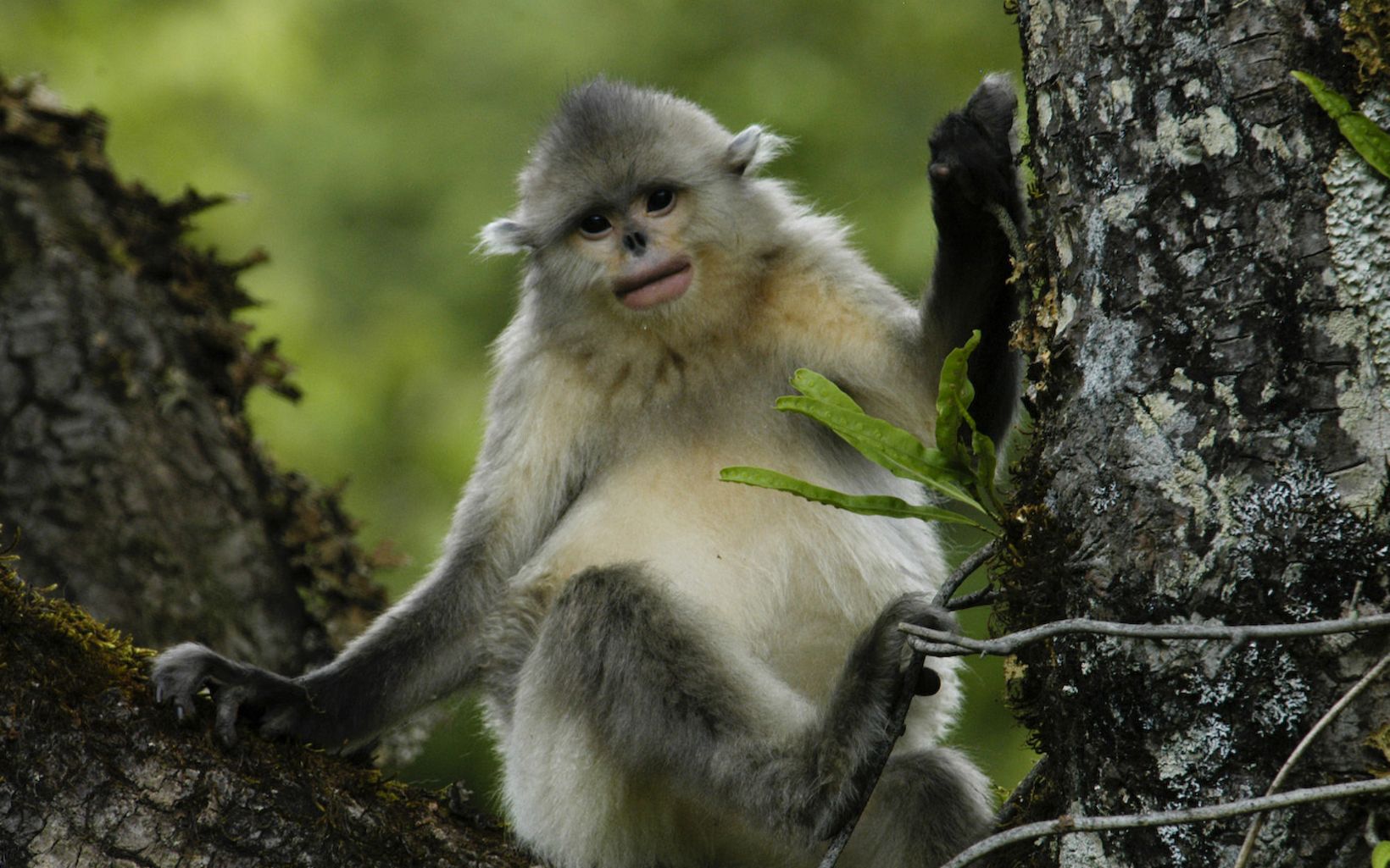There are fewer than 2,000 Yunnan golden (snub nosed) monkeys (Rhinopithecus bieti) left in Yunnan's old growth alpine forests. They are considered one of the most endangered primates on Earth.