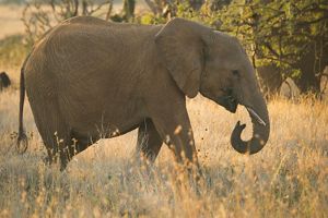 Photo of an elephant.