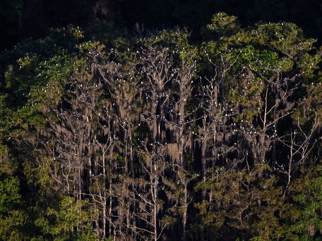 Cypress trees at night are filled with the white specks of swallow-tailed kites.