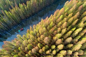 Aerial shot of a floating bamboo raft drifting through a forest.
