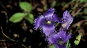 Three fringed gentian blooms.