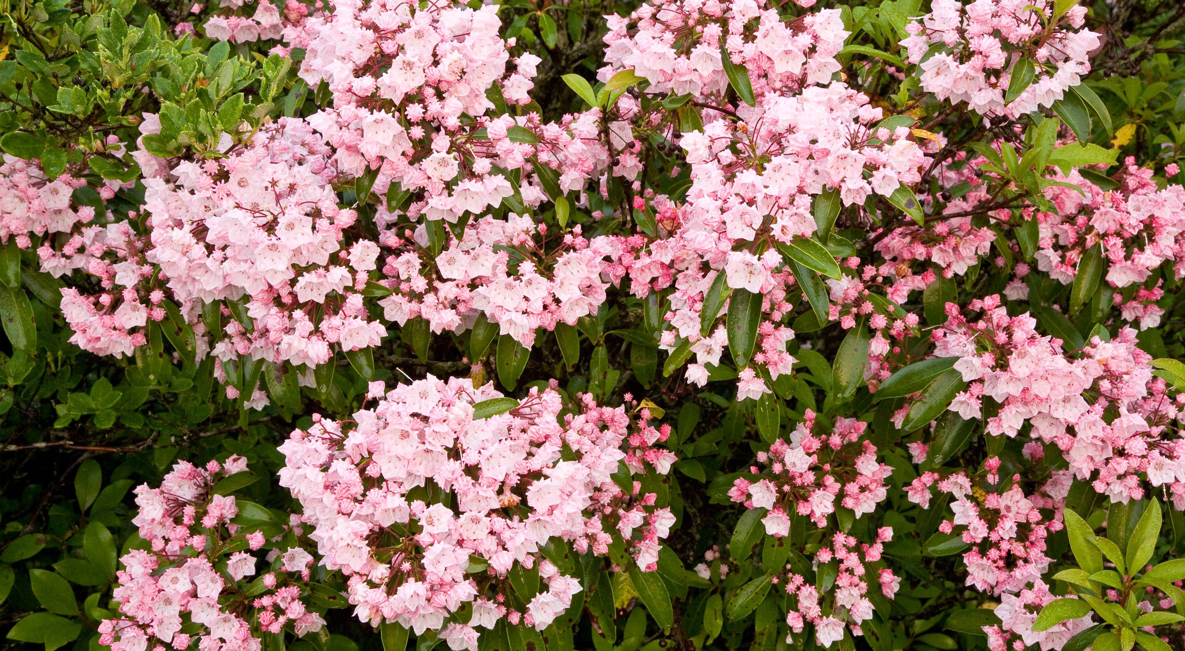 Thick clusters of bright pink blossoms of mountain laurel.