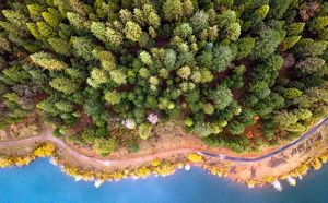 Aerial view looking straight down on a dense conifer forest at the edge of a body of water.