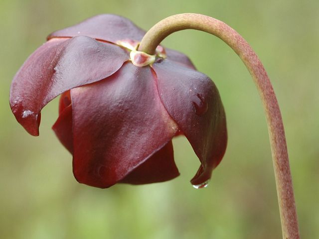 A bead of rain water hangs on the petal of a blooming pitcher plant. The head of the flower bends down on the thin, round stem.