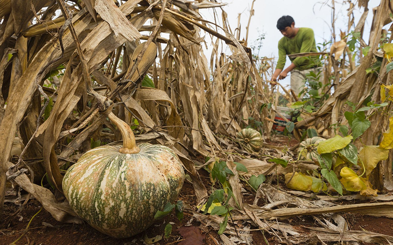A farmer picks squash, beans and corn from his father’sfield in Mexico’s Yucatan Peninsula.