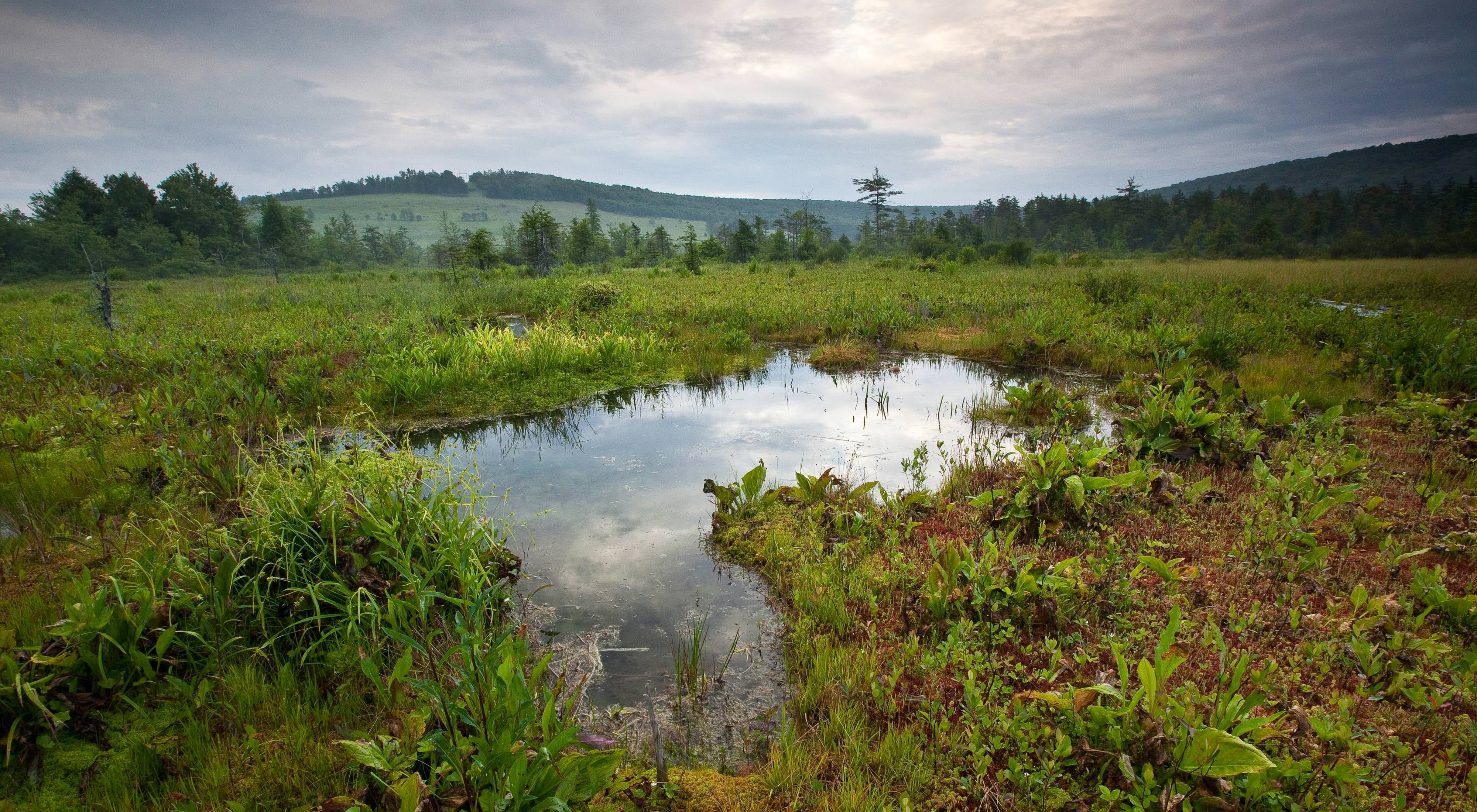 Peat bogs blanket TNC's Cranesville Swap Preserve in West Virginia