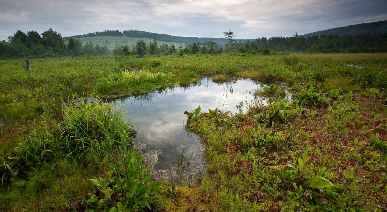 A picture of a small pool of water in the middle of swampy habitat with rolling hills in the background.