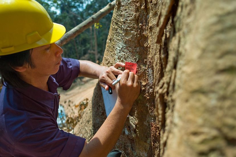 Forest planner, Suryadi Mentemas tags trees at the number four concession logging area, Indonesia.