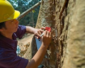 Forest planner tags trees.