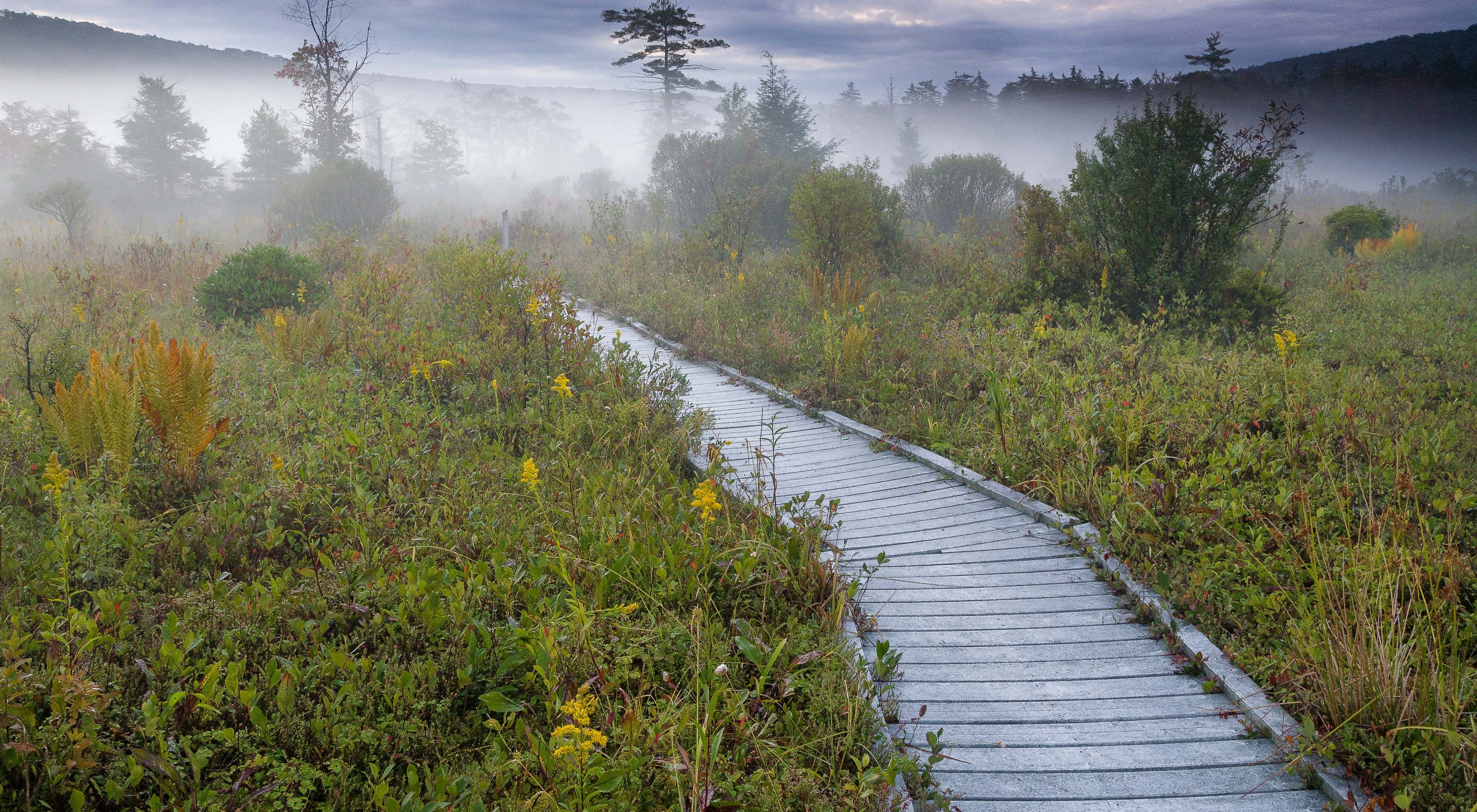 A boardwalk winds through thick foliage shrouded in fog.