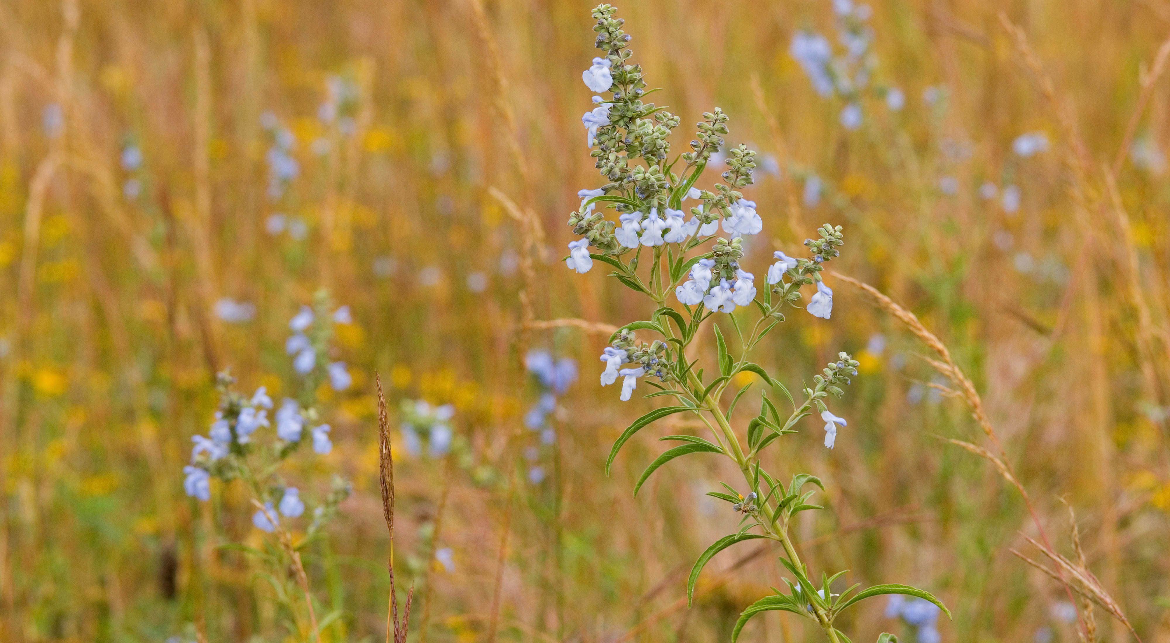 Close-up of wildflowers amid prairie grasses.