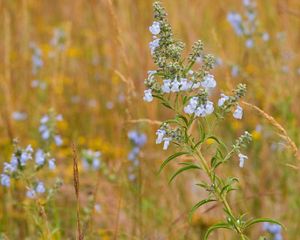 Close-up of wildflowers amid prairie grasses.