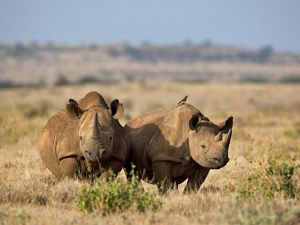 Two rhinoceroses stand on a grassland