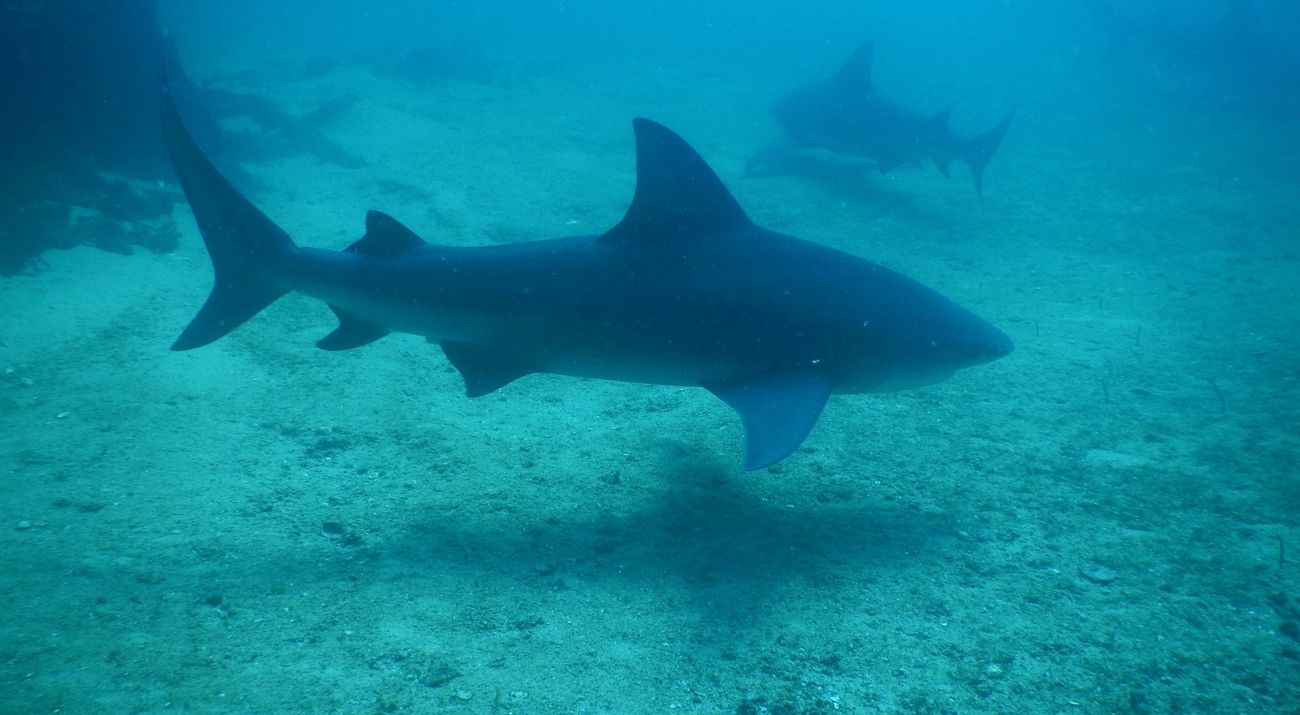 profile view of a shark in foggy blue waters