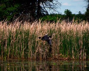 in the wetland at Lake Alexander Preserve in Minnesota.