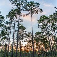 Longleaf pine treetops at the Roy E. Larsen Sandyland Sanctuary in Texas.