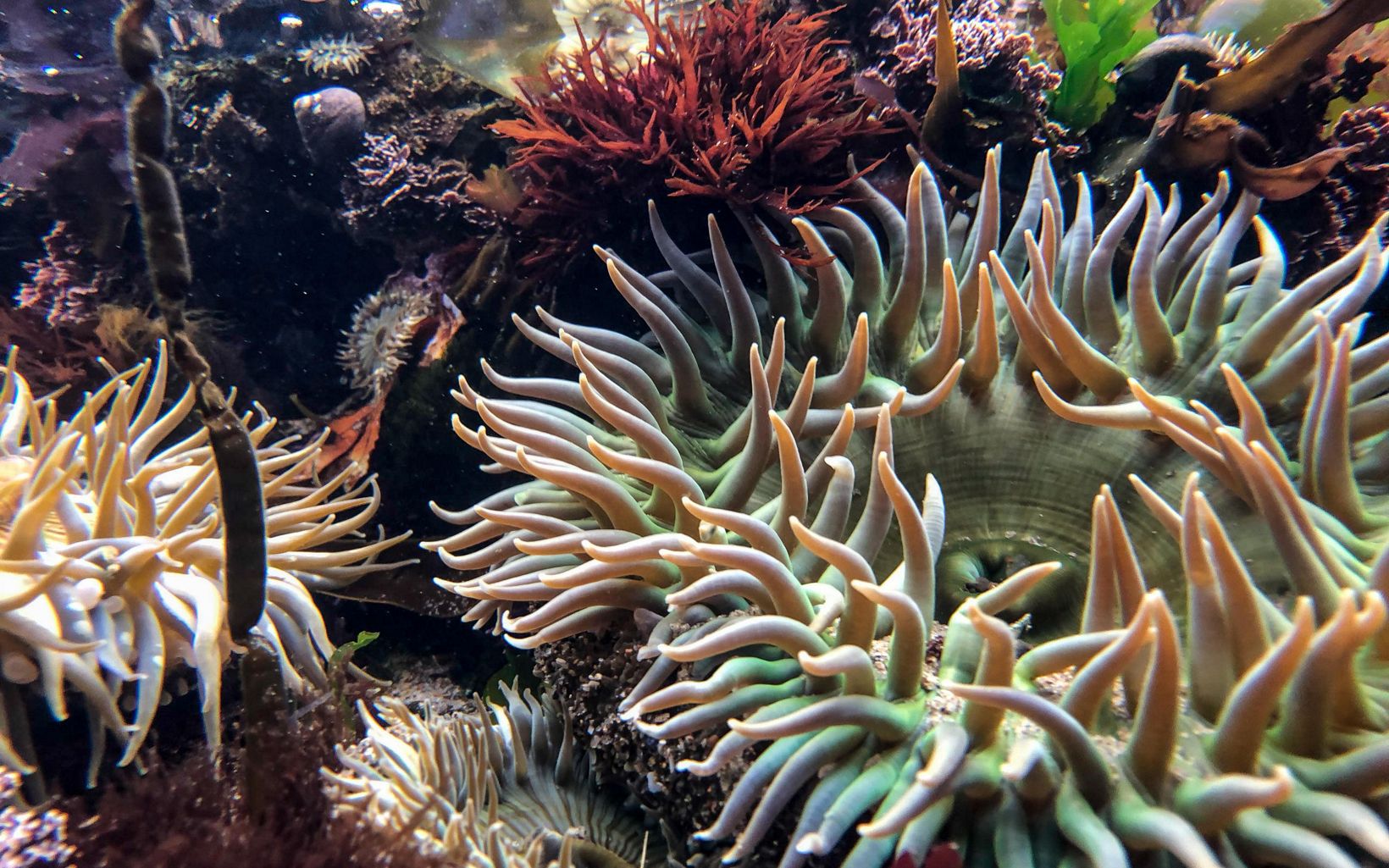 TNC's Dangermond Preserve, California. Sea anemones and other tide pool flora and fauna at Government Point.  