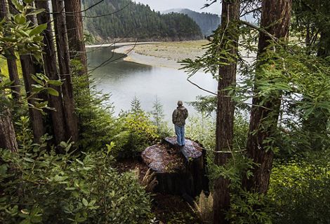 a person standing on a large stump overlooking a river in a forest.