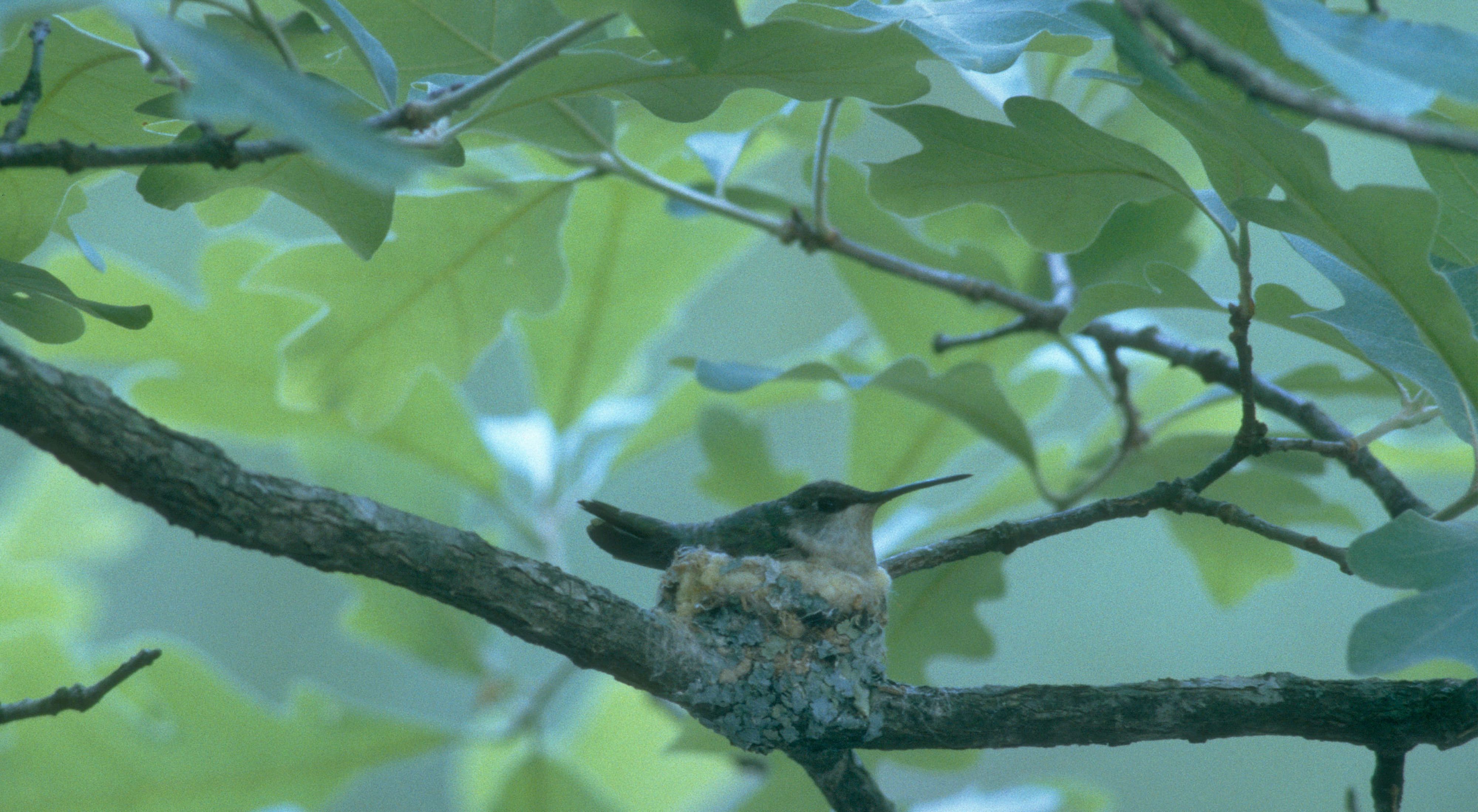 A tiny hummingbird sits in a nest cemented onto an oak tree branch.